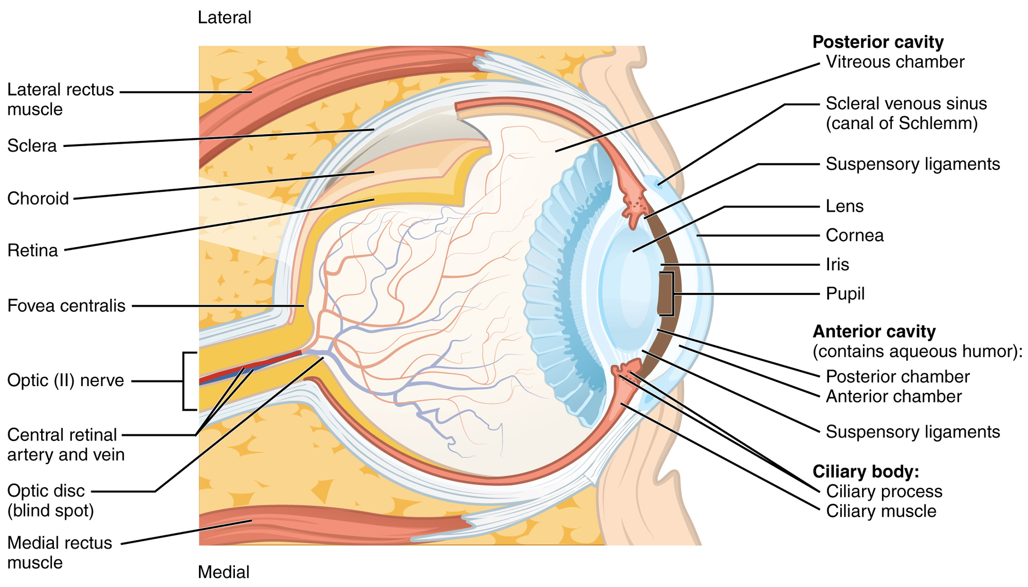 A Detailed Look at the Eye Canadian Association of Optometrists