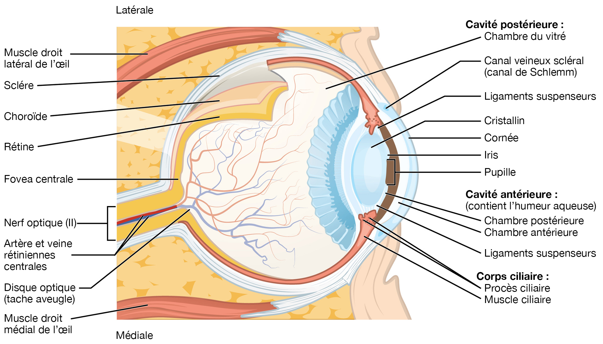 Eye Anatomy FR