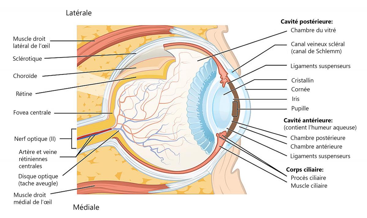 Apercu Detaille De L œil The Canadian Association Of Optometrists